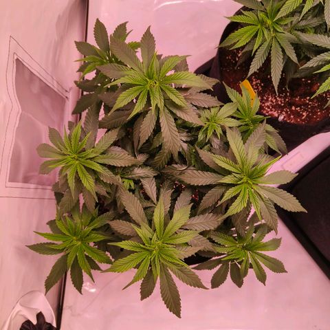 Strawberry cough 3# growlog timeline photo