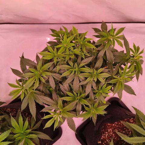 Strawberry cough 1# growlog timeline photo