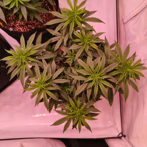 Strawberry cough 2# growlog timeline photo
