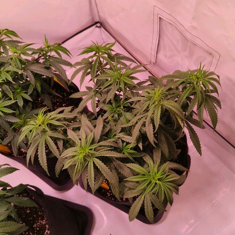 Strawberry cough 2# growlog timeline photo