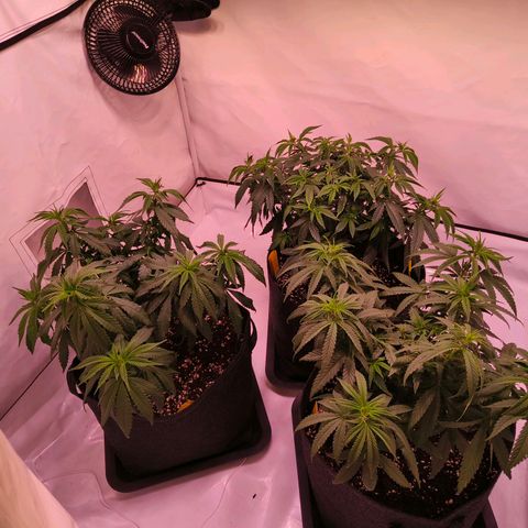 Strawberry cough 2# growlog timeline photo