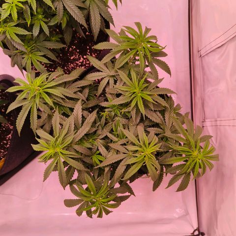 Strawberry cough 2# growlog timeline photo