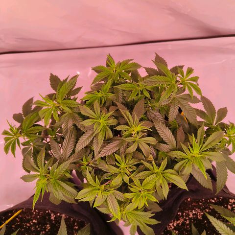 Strawberry cough 2# growlog timeline photo