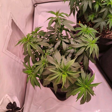 Strawberry cough 2# growlog timeline photo