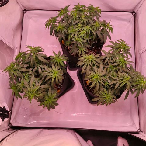 Strawberry cough 2# growlog timeline photo