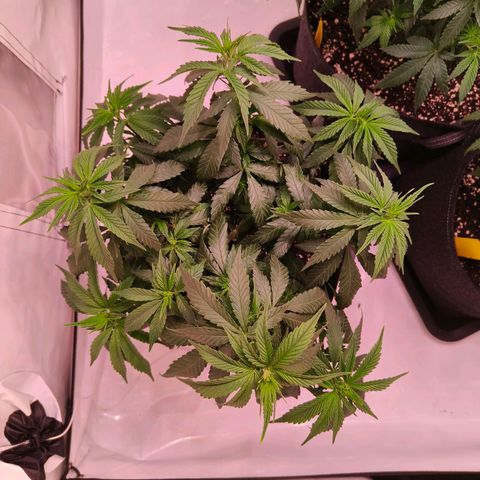 Strawberry cough 2# growlog timeline photo