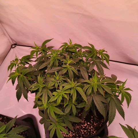 Strawberry cough 2# growlog timeline photo
