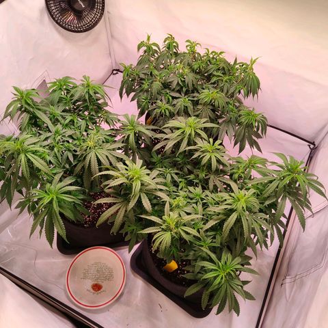 Strawberry cough 2# growlog photo: Lollipoping