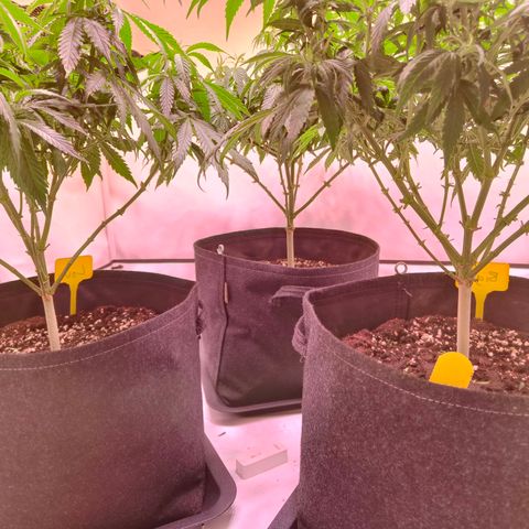 Strawberry cough 2# growlog photo: Lollipoping