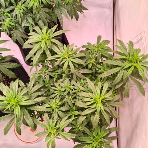 Strawberry cough 2# growlog photo: Lollipoping