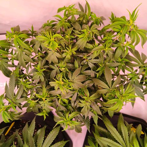 Strawberry cough 2# growlog photo: Lollipoping