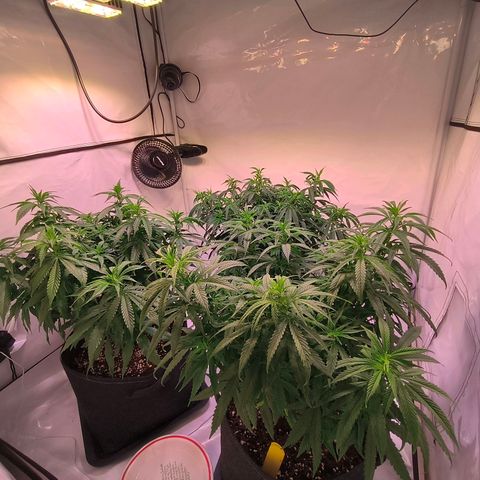Strawberry cough 2# growlog photo: Lollipoping