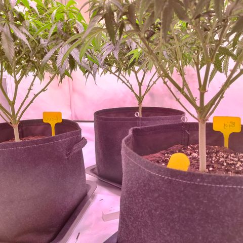 Strawberry cough 2# growlog photo: Lollipoping