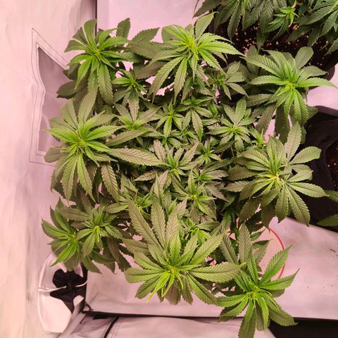 Strawberry cough 2# growlog photo: Lollipoping