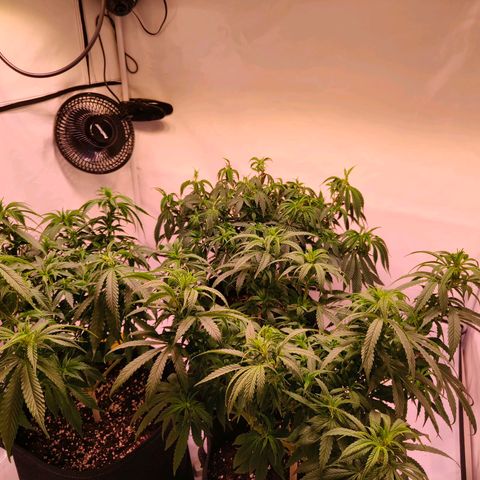 Strawberry cough 2# growlog photo: Lollipoping