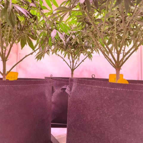 Strawberry cough 2# growlog photo: Lollipoping