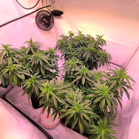 Strawberry cough 2# growlog photo: Lollipoping