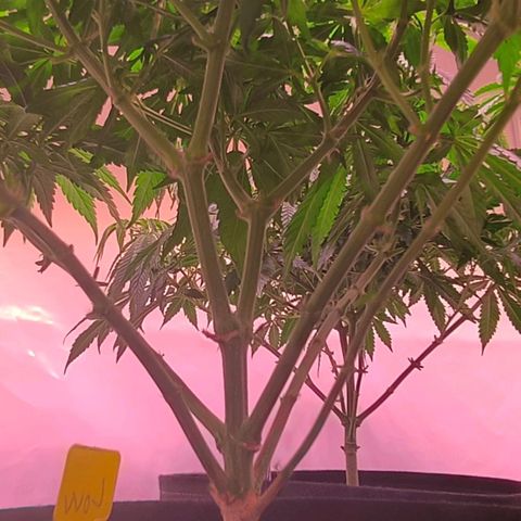 Strawberry cough 2# growlog timeline photo
