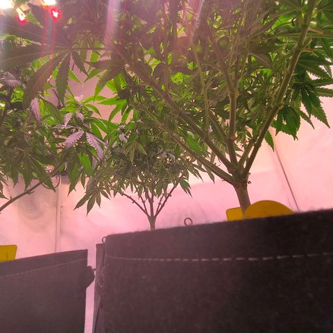 Strawberry cough 2# growlog timeline photo