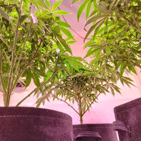 Strawberry cough 2# growlog timeline photo