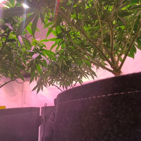 Strawberry cough 2# growlog timeline photo