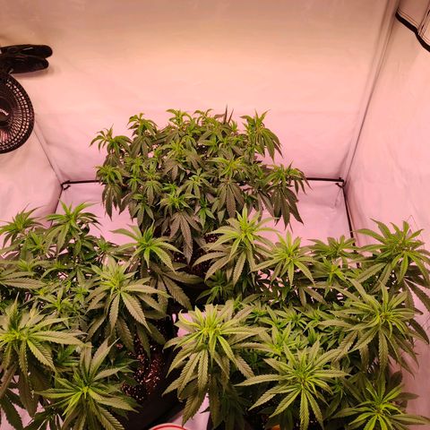 Strawberry cough 2# growlog timeline photo
