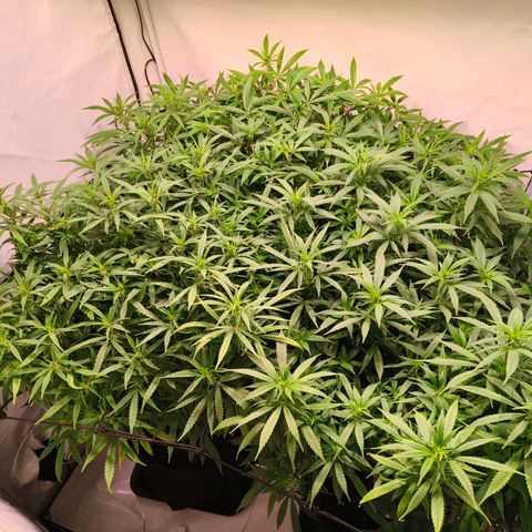 Strawberry cough 2# growlog timeline photo
