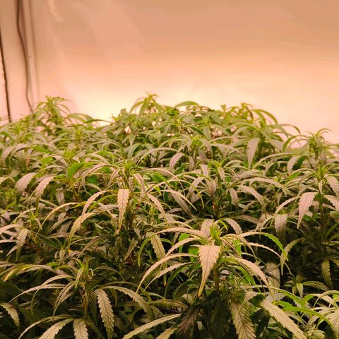 Strawberry cough 2# growlog timeline photo