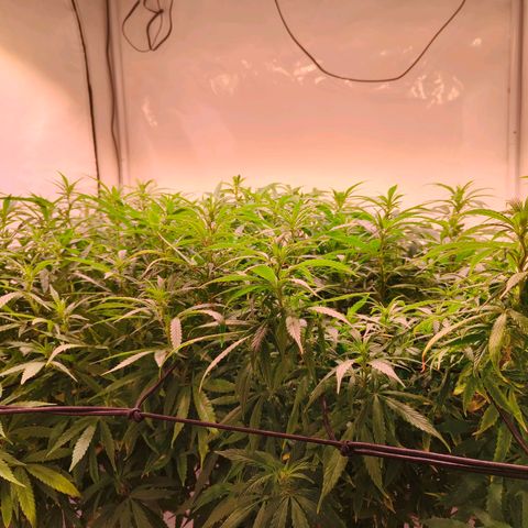 Strawberry cough 2# growlog timeline photo