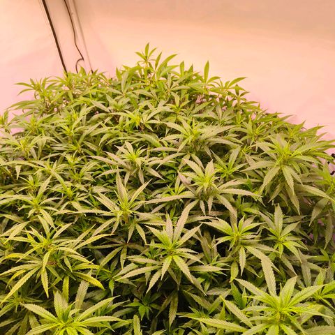 Strawberry cough 2# growlog timeline photo