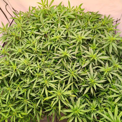 Strawberry cough 2# growlog timeline photo