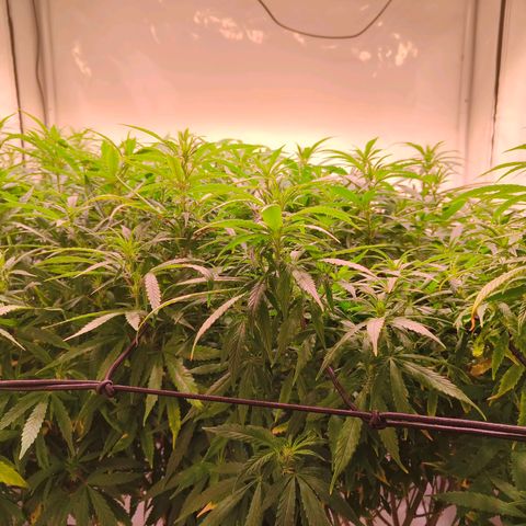 Strawberry cough 2# growlog timeline photo