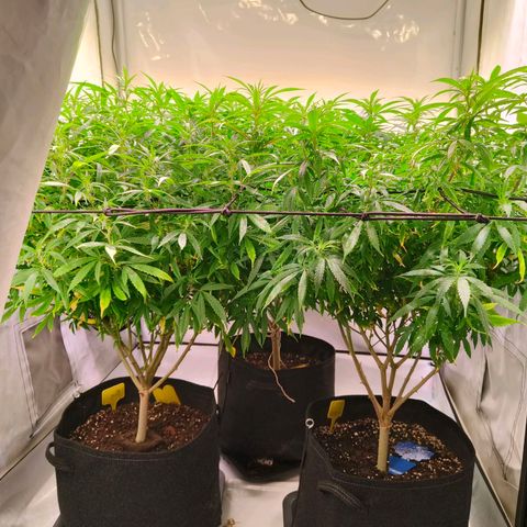 Strawberry cough 2# growlog timeline photo