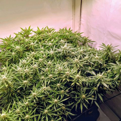 Strawberry cough 2# growlog timeline photo