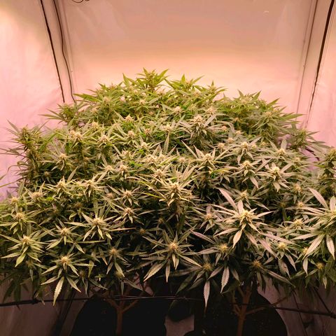Strawberry cough 2# growlog timeline photo