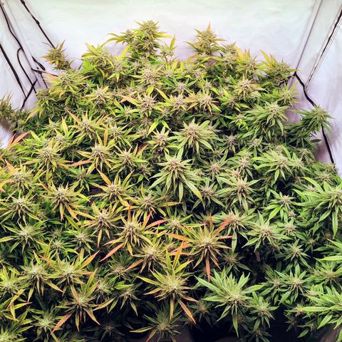 Strawberry cough 2# growlog timeline photo