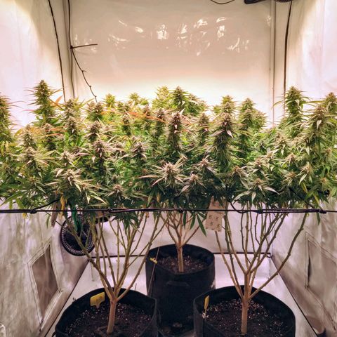 Strawberry cough 2# growlog timeline photo