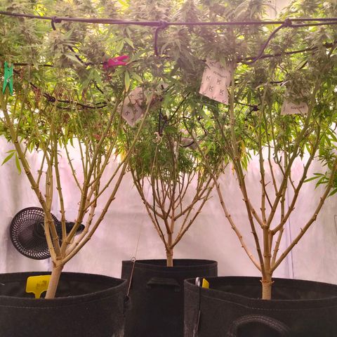 Strawberry cough 2# growlog timeline photo
