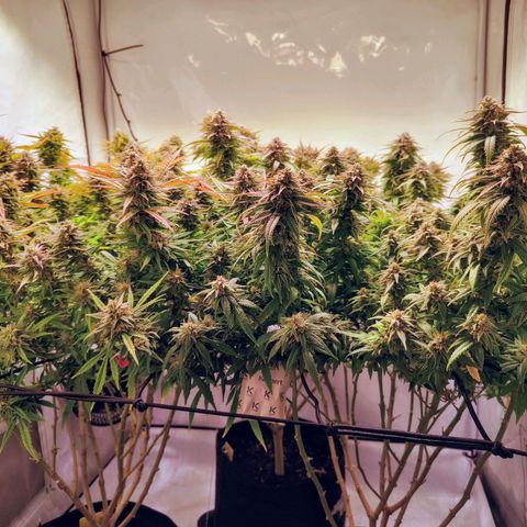Strawberry cough 2# growlog timeline photo
