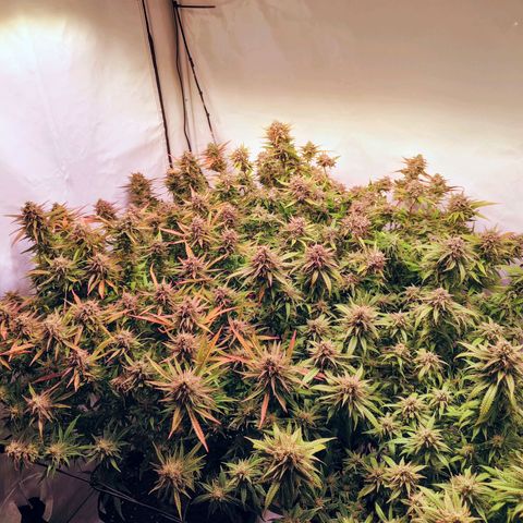 Strawberry cough 2# growlog timeline photo
