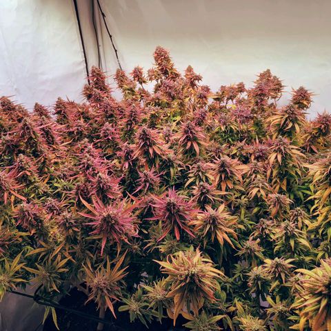 Strawberry cough 2# growlog timeline photo