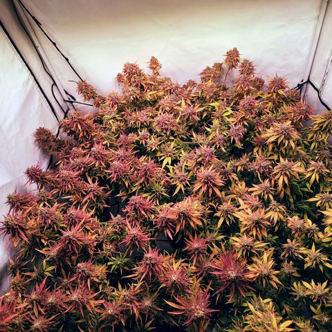 Strawberry cough 2# growlog timeline photo