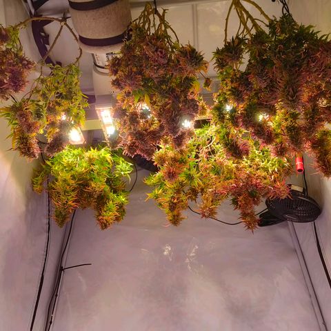 Strawberry cough 2# growlog timeline photo