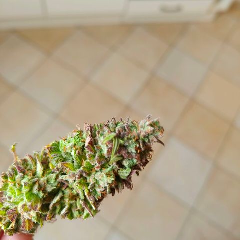 Strawberry cough 2# growlog timeline photo