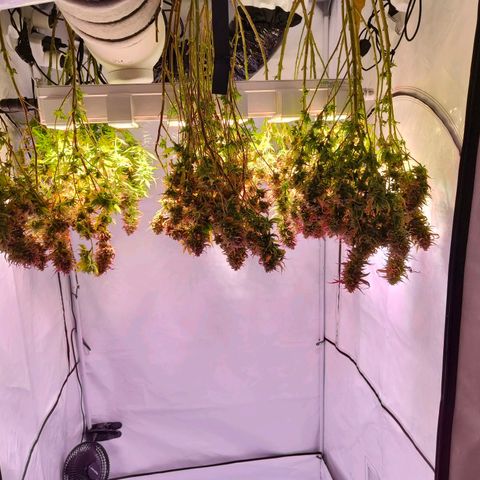 Strawberry cough 2# growlog timeline photo
