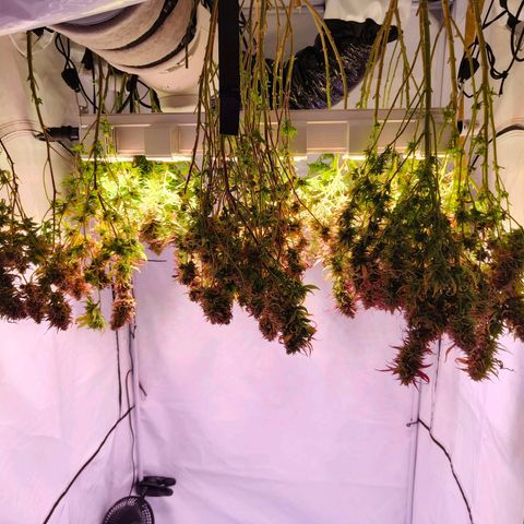 Strawberry cough 2# growlog timeline photo