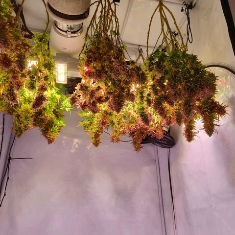 Strawberry cough 2# growlog timeline photo