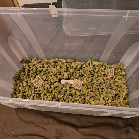 Strawberry cough 2# growlog timeline photo
