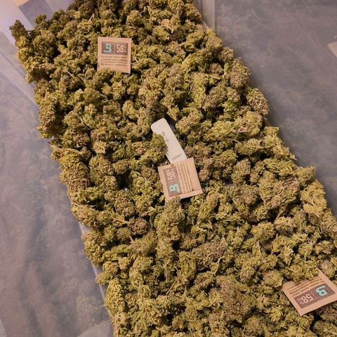 Strawberry cough 2# growlog timeline photo