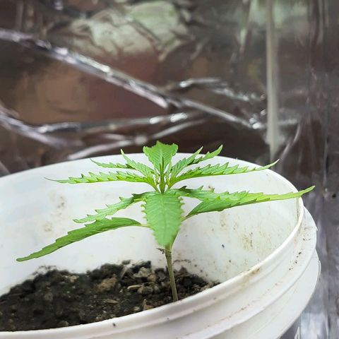 Pren_1 growlog timeline photo